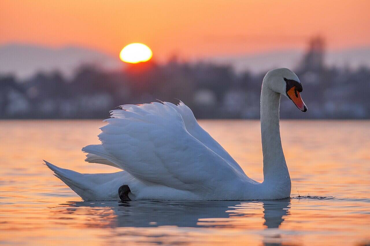 This gradual expansion has altered the delicate balance of the Chesapeake Bay ecosystem. Conservation efforts now focus on ecological evidence to manage introduced species. Image Credits: Wikimedia Commons 093_Wild_Mute_swan_at_Lake_Geneva_during_sunset_Photo_by_Giles_Laurent