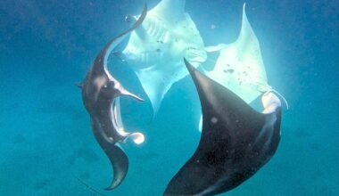 Manta mating chain