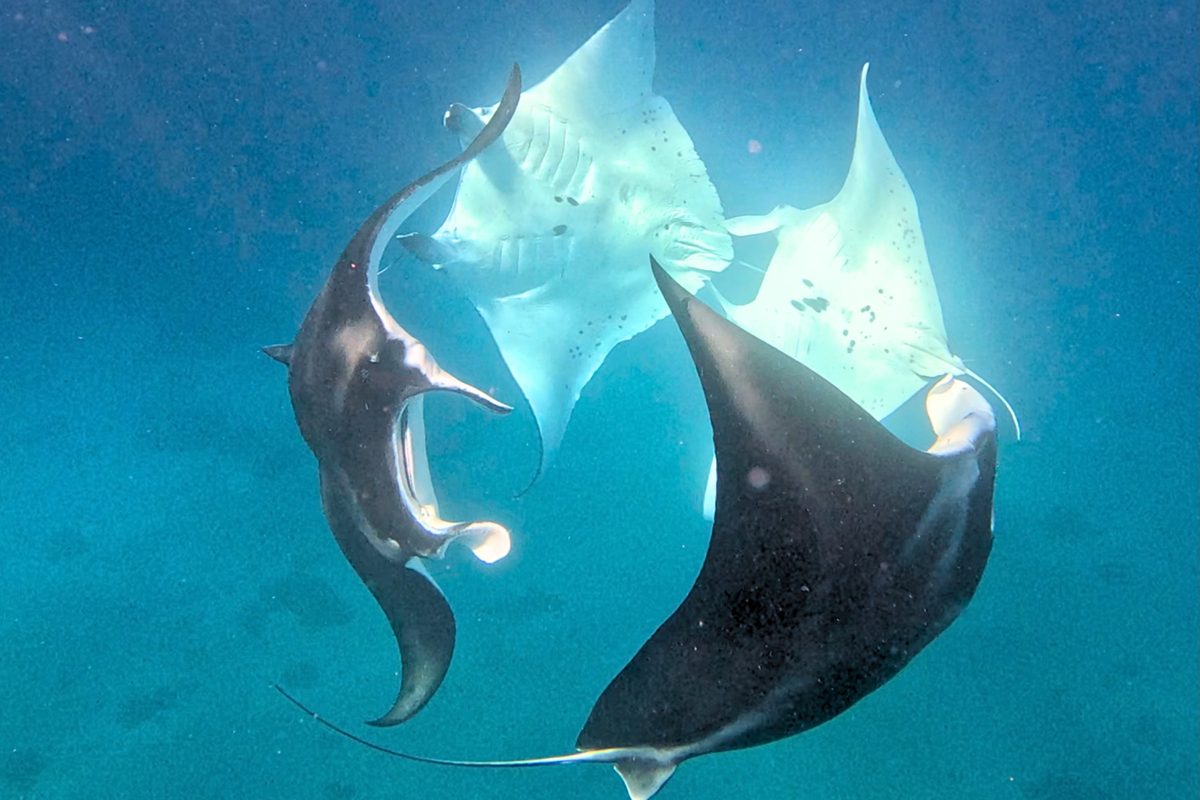 Manta mating chain