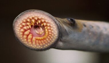 The Great Lakes are threatened by invasive sea lampreys, quagga and zebra mussels