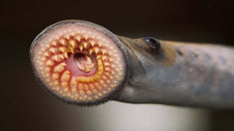 The Great Lakes are threatened by invasive sea lampreys, quagga and zebra mussels