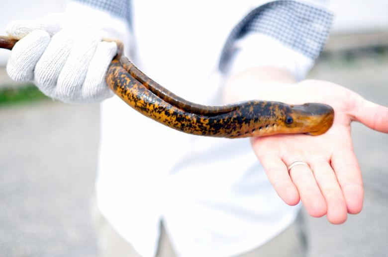 A sexually mature sea lamprey, identified by the ridge along its back.