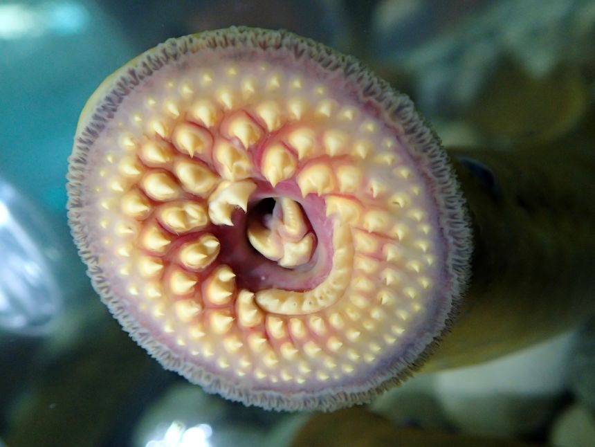 A parasitic <strong>sea lamprey</strong>, native to the Atlantic Ocean but invasive to the Great Lakes, bares its teeth. <strong><em>Scroll through the gallery to see more of the planet's most problematic invasive species.</em></strong>