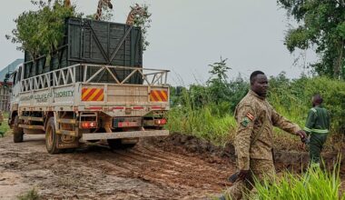 Ugandan wildlife authority relocates 12 endangered Nubian giraffes
