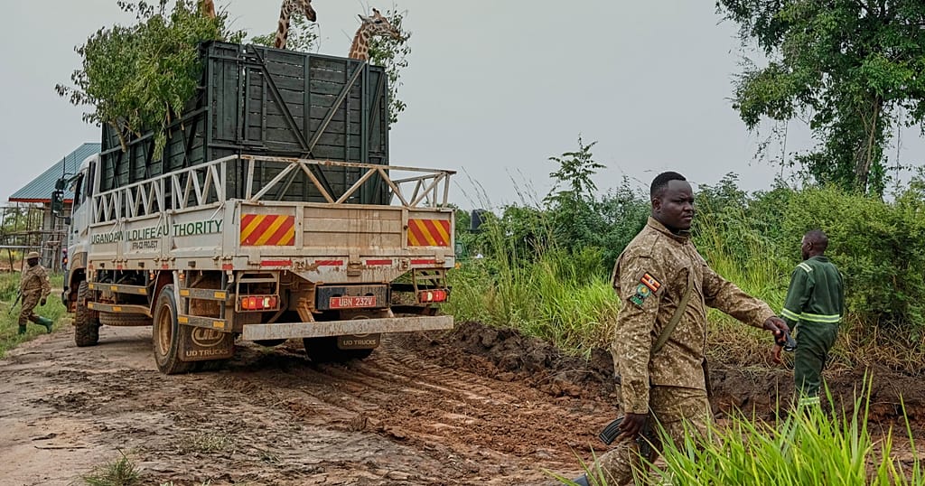 Ugandan wildlife authority relocates 12 endangered Nubian giraffes