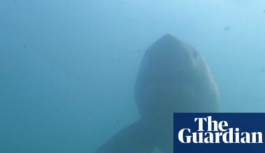California faces highest shark numbers in years as great whites head north | Sharks