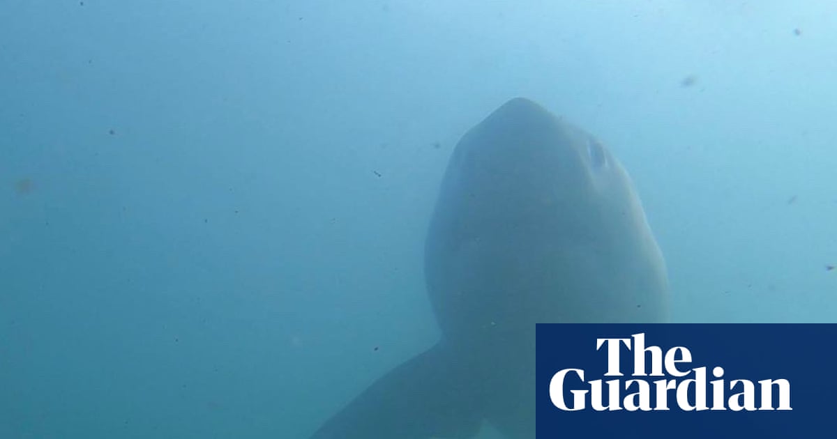 California faces highest shark numbers in years as great whites head north | Sharks