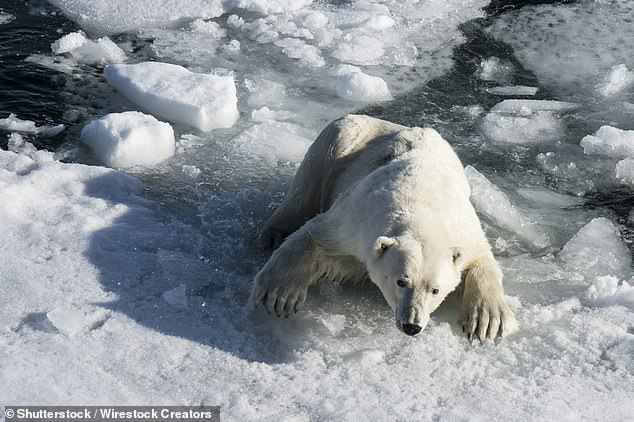 Arctic sea ice has plunged to a record low ¿ with 'exceptionally' diminished levels this year, a new study has warned