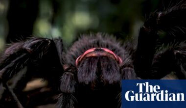 Into the spider’s lair: how an Australian film-maker made an impossible documentary with AI | Movies
