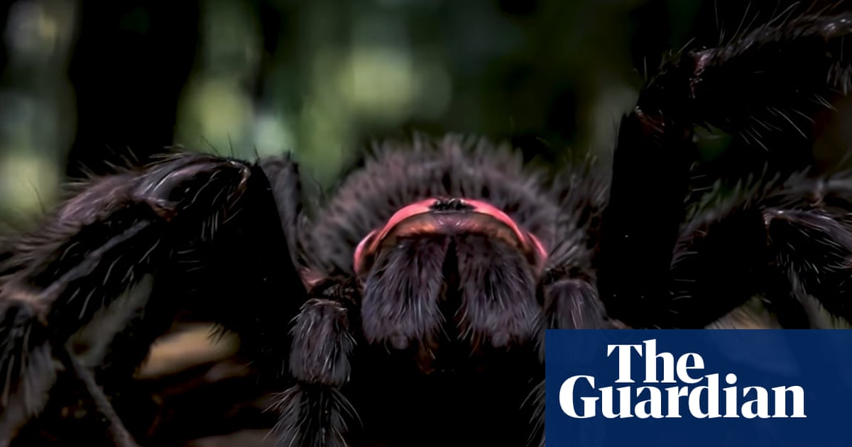 Into the spider’s lair: how an Australian film-maker made an impossible documentary with AI | Movies