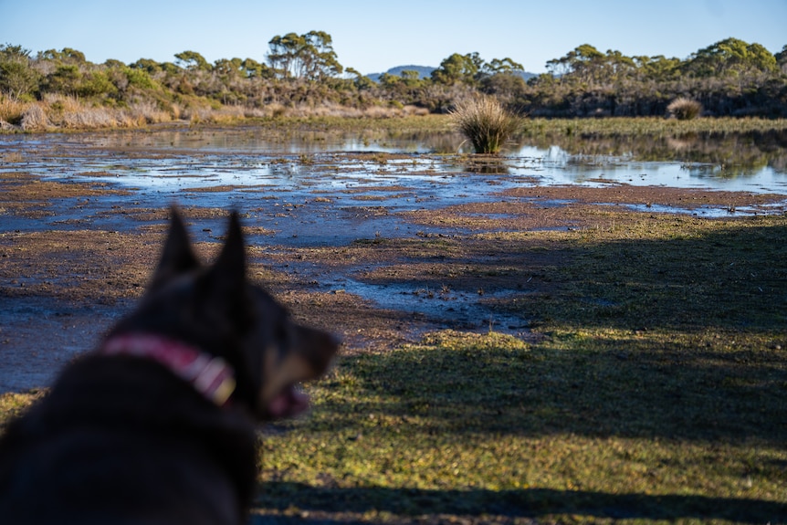 A kelpie looks out at wetlands.