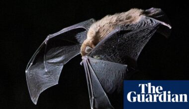 The population of an endangered Australian bat suddenly dropped by up to 16%. No one knows why | Australia news