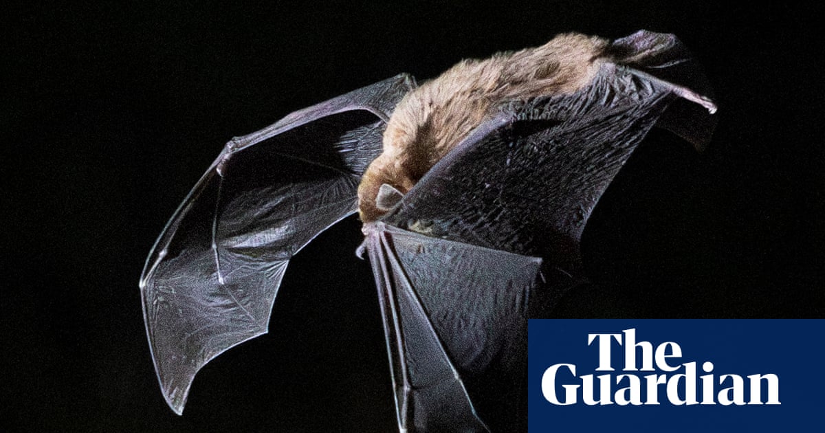 The population of an endangered Australian bat suddenly dropped by up to 16%. No one knows why | Australia news