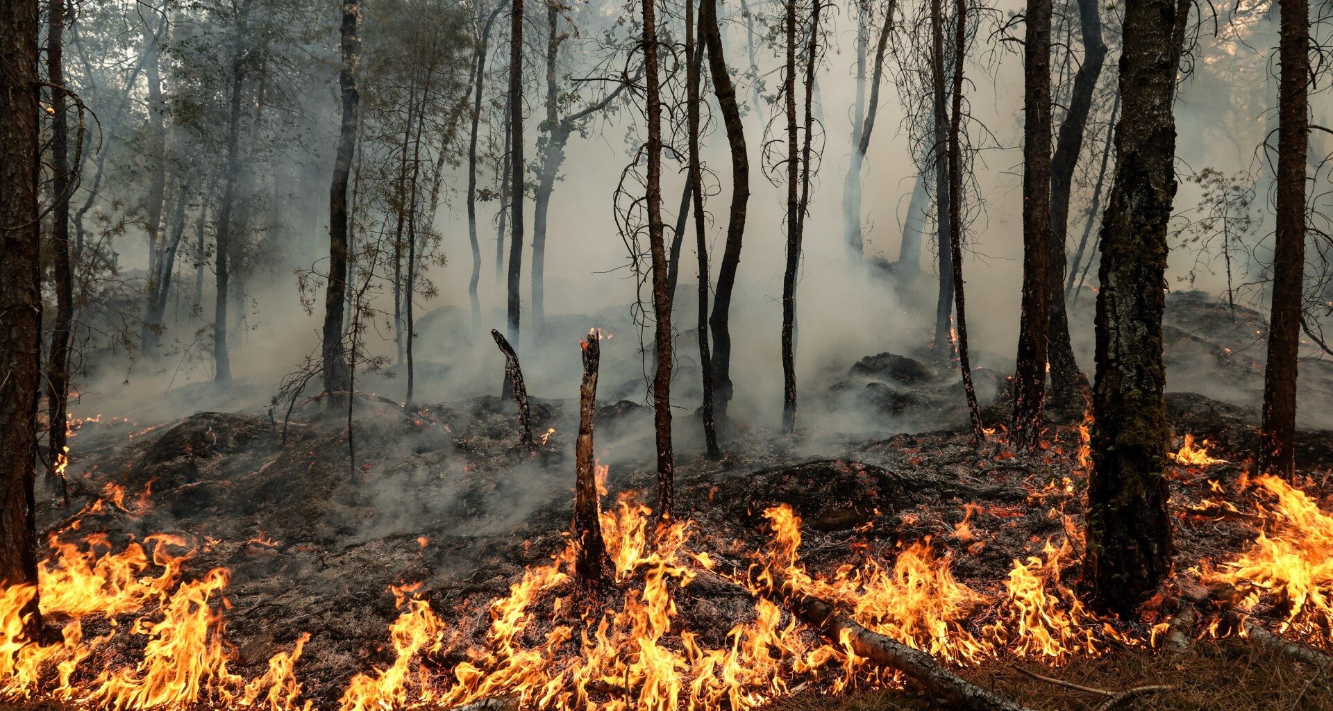 Photos: Wildfires ravage historic forest near Paris | In Pictures News