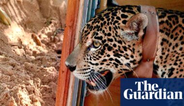 How Bolivia’s breakthrough in jaguar rehabilitation could bring the big cat back from the brink | Conservation