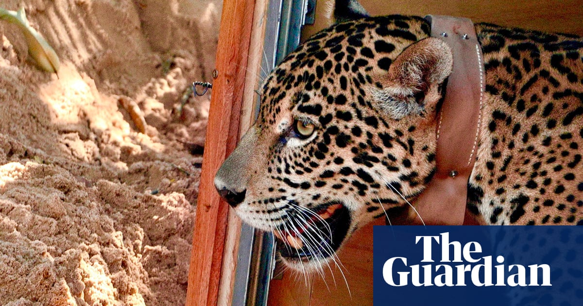 How Bolivia’s breakthrough in jaguar rehabilitation could bring the big cat back from the brink | Conservation