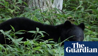 Japan officials hunt bear that raided couple’s fridge amid string of break-ins | Japan