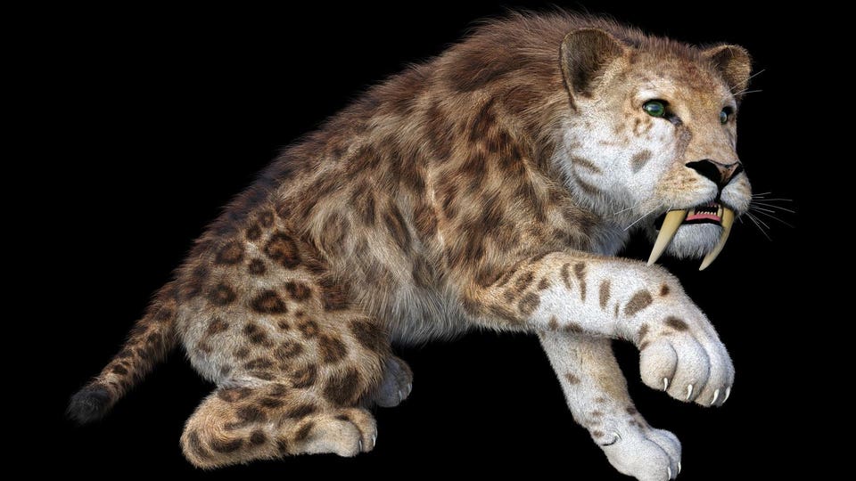 3D illustration sabertooth tiger on black