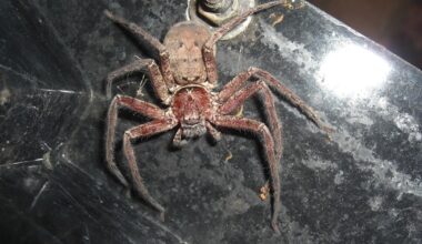 Australian spider declared world’s fastest after record-breaking sprint