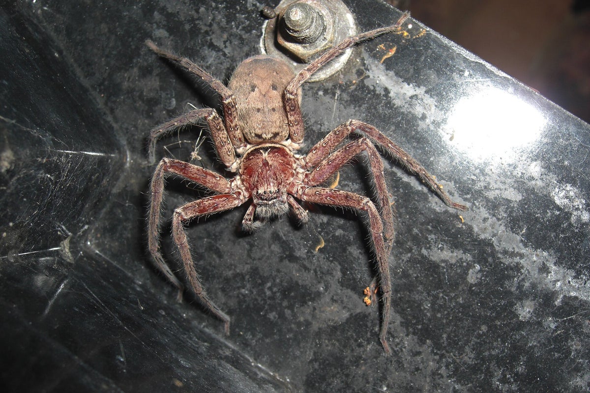 Australian spider declared world’s fastest after record-breaking sprint