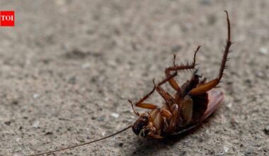 Why playing dead helps insects escape predators, according to science |