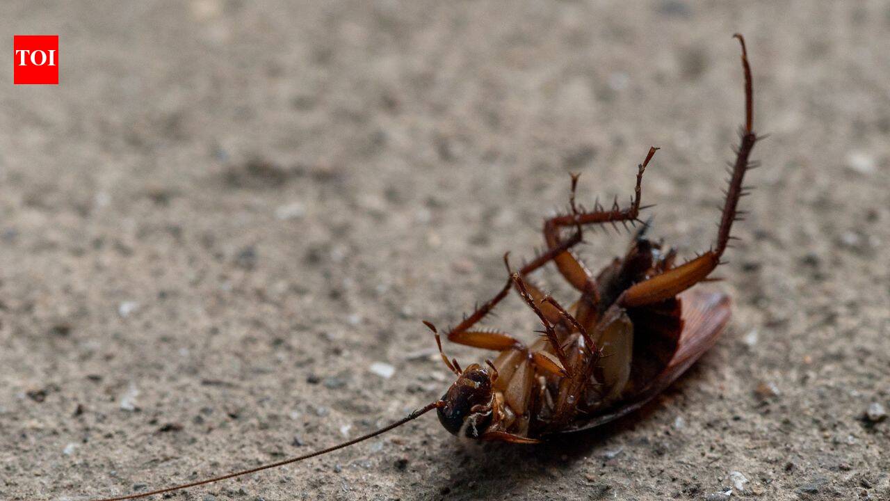 Why playing dead helps insects escape predators, according to science |