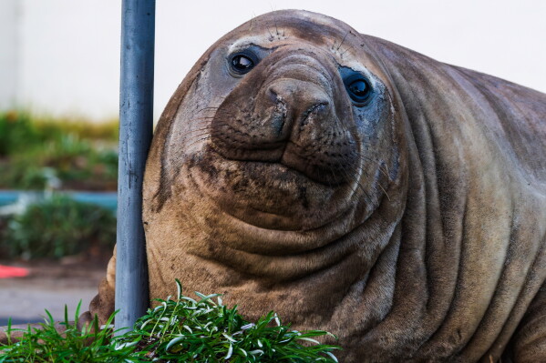 In this photo provided by Sam Volker Photography, Neil the Seal, a 1,000 kg (2,200 pound) elephant seal, rests against a sign post as moves through an area in Tasmania, Australia, on June 27, 2026. (Sam Volker Photography via AP)