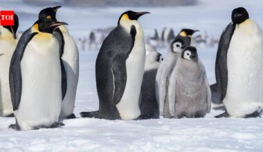 Why penguins give pebbles as gifts to their mates and what they really mean |