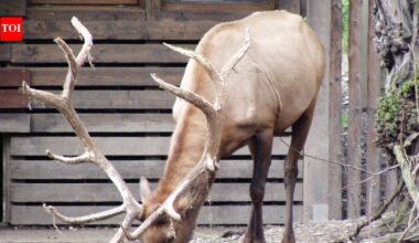 Elk, not bears, were behind most aggressive wildlife encounters in Canadian parks, and campground incidents made the risk jump sharply for visitors | World News