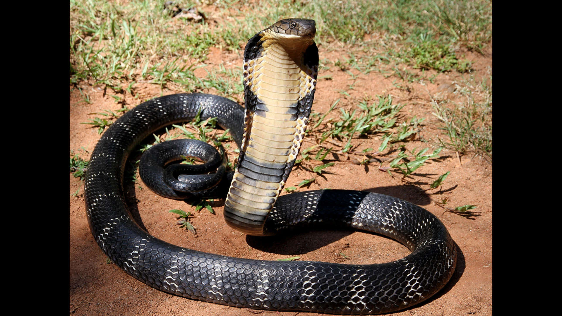 King Cobra King Cobra