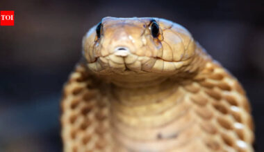An 11-foot king cobra was rescued after a tense encounter, showing how trained rescuers handle one of the world’s most dangerous snakes without harming it