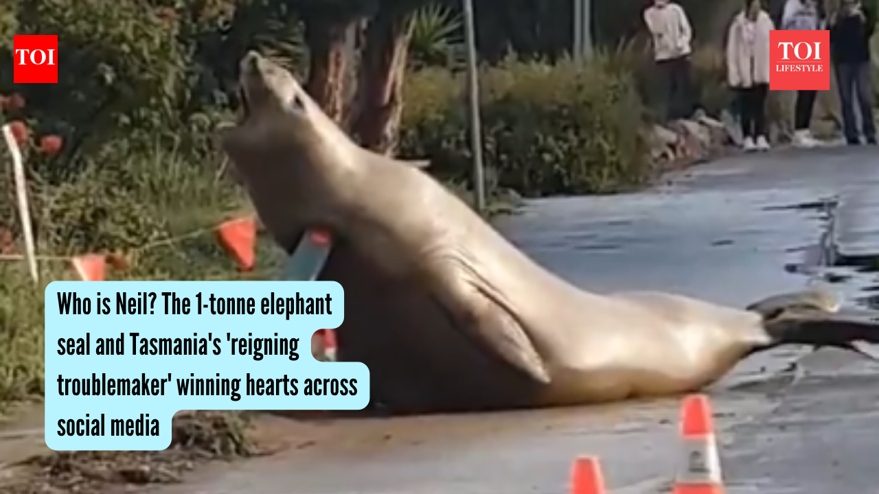 Who is Neil? The 1-tonne elephant seal and Tasmania's 'reigning troublemaker' winning hearts across social media
