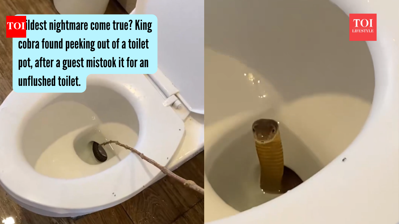Wildest nightmare come true? King cobra found peeking out of a toilet pot, after a guest mistook it for an unflushed toilet |