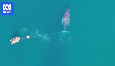 Humpback whale freed from fishing gear on NSW Central Coast