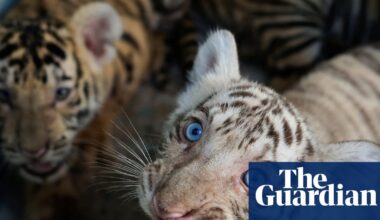 Cuban zoo celebrates birth of Bengal tigers amid energy crisis | Cuba