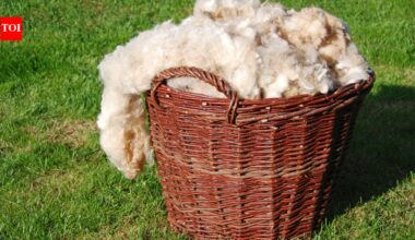 Did you know your vitamin D3 could be coming from sheep's wool? Doctor explains how it happens and why it matters