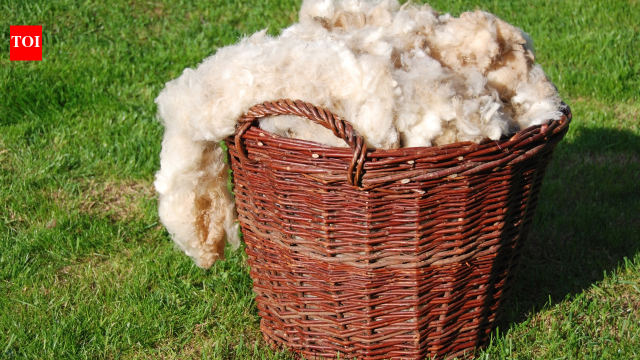 Did you know your vitamin D3 could be coming from sheep's wool? Doctor explains how it happens and why it matters