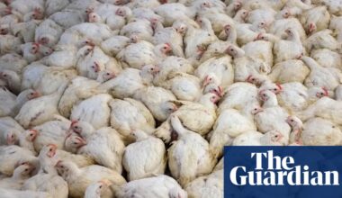 Global boom in livestock farming since 2006 is piling pressure on nature, report finds | Farming