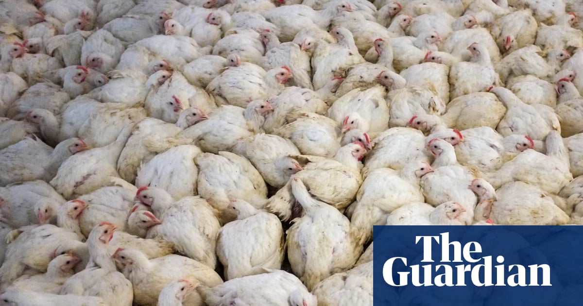 Global boom in livestock farming since 2006 is piling pressure on nature, report finds | Farming