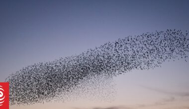 Moment of Calm: Murmuration Nation