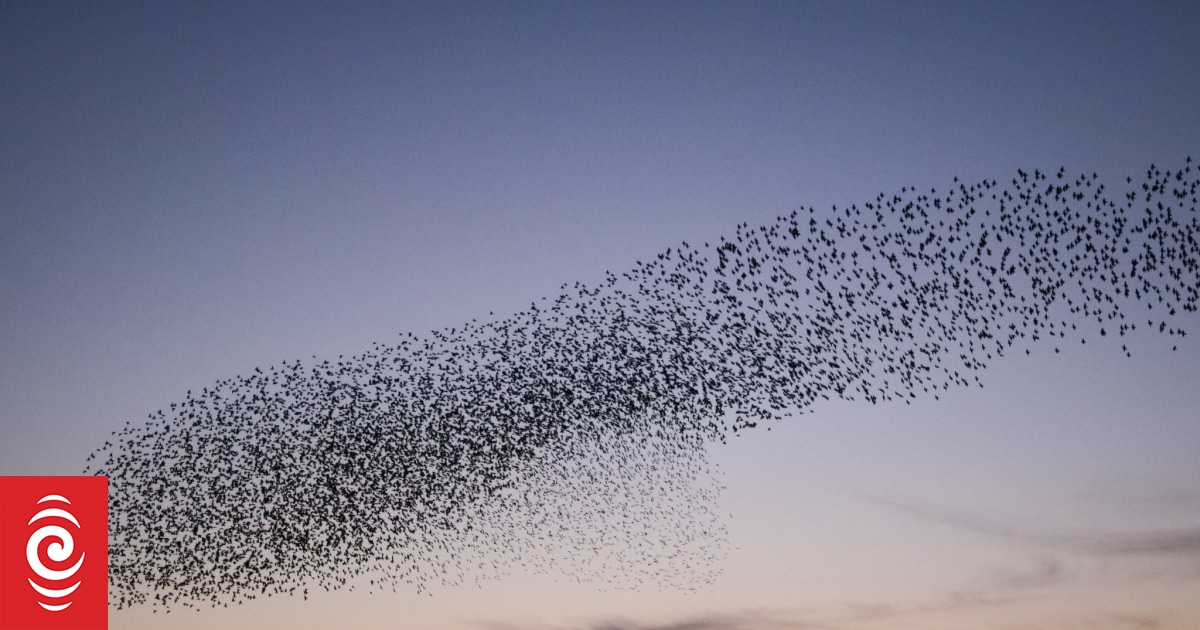 Moment of Calm: Murmuration Nation