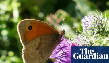 Country diary: Following the flight path of a meadow brown | Butterflies