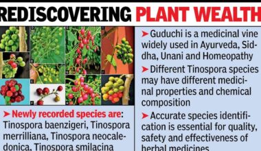 Bhandara surveys unearth 4 new medicinal herb species | Nagpur News