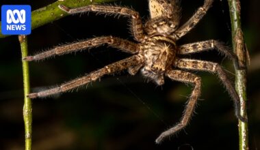 Australia's huntsman fastest spider recorded in new study