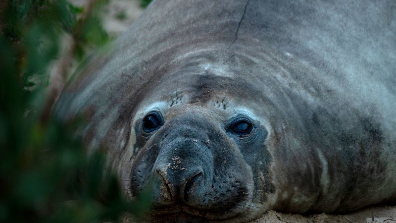 This chaotic 2,000-pound seal has returned to sea – but leaves behind a conundrum