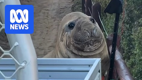 The joy of Neil: How a cheeky seal on Tasmania’s shores brought happiness to the world