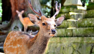 Japan’s wild deer bow to tourists who approach them, but not out of politeness, because they have learned that bowing brings food