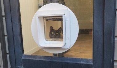 Is your cat safer being kept inside?