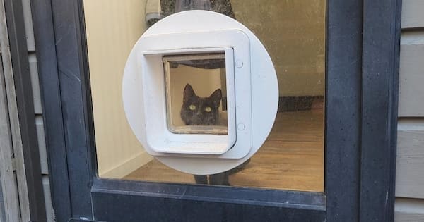 Is your cat safer being kept inside?