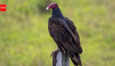 Meet the Turkey vulture: The bird that vomits at predators and poops on its own legs to survive |